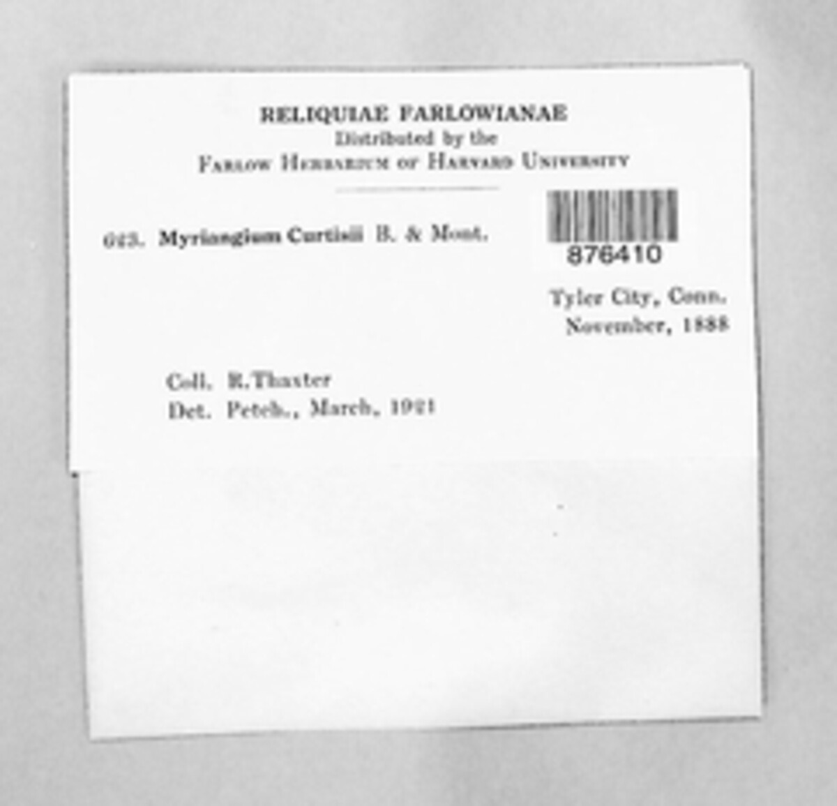 Myriangium image